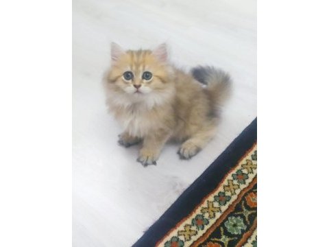 British longhair 2,5 aylık dişi