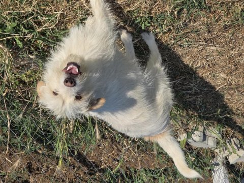 Barack terrier kırması 2 kardeş