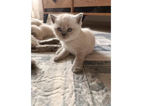Safkan british shorthair ayı surat top kafa bebişler