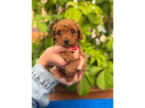 A kalite sağlık ırk garantili toy poodle yavrularım