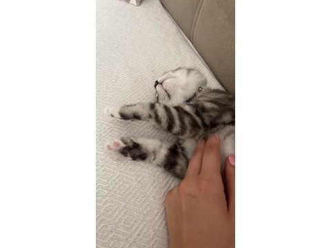 3 aylık british shorthair yavrumuza yuva arıyoruz