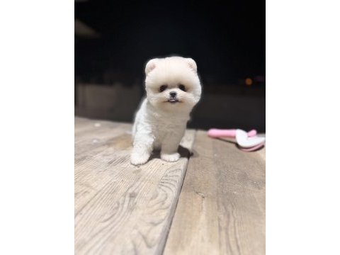 Teacup teddy üst kalite pomeranian