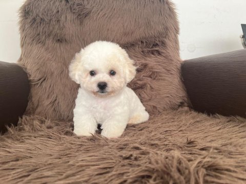 3,5 aylık erkek bichon frise