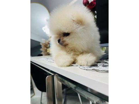 Pomeranian köpeğimiz