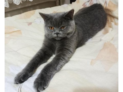 Dişi british shorthair