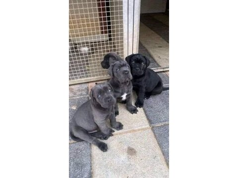 Orjinal cane corse yavrularımız