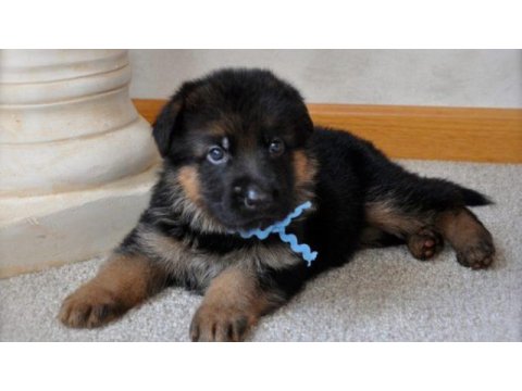 German sheppard puppies