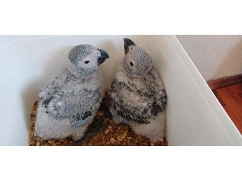 Bebek jako papağanı