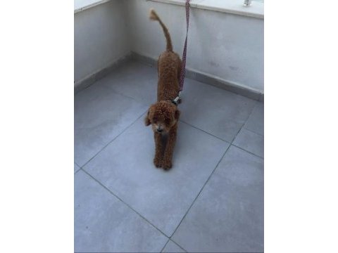 Toy poodle 8 aylık