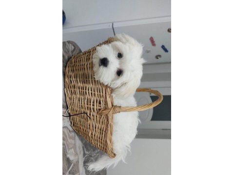 Evin neşesi köpeğimiz