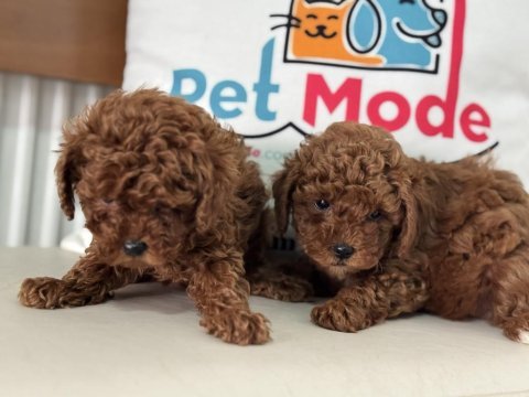 Show kalite kore toy poodle larımız ziyarete açık