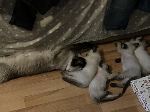 2 aylık tuvalet eğitimli safkan siyam yavruları
