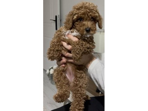 3 aylık dişi toy poodle