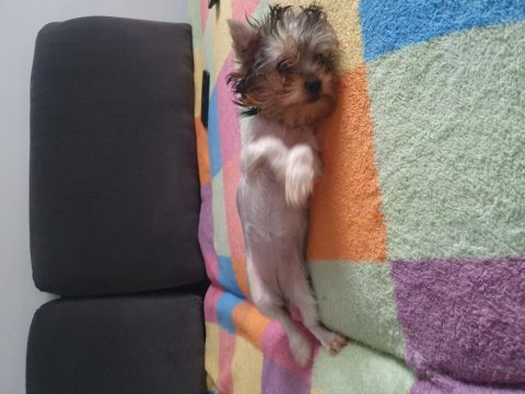 Yavru dişi yorkshire terrier