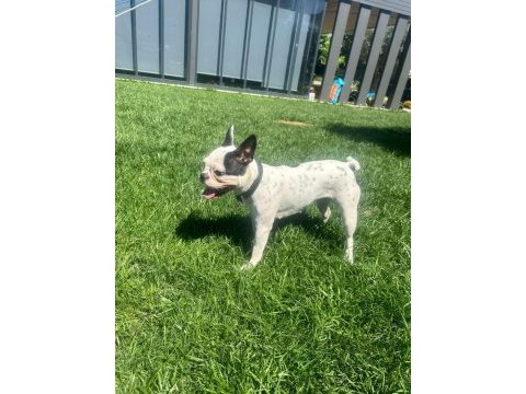 1 yaşında dişi french bulldog