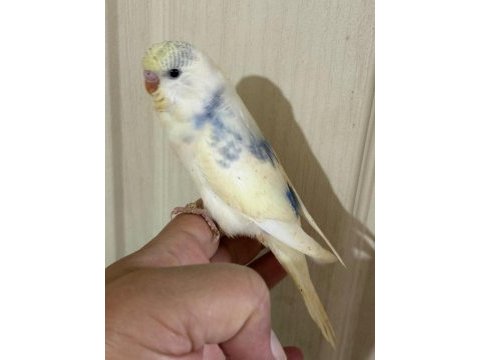 30 günlük konuşturmalık muhabbet kuşu bebek