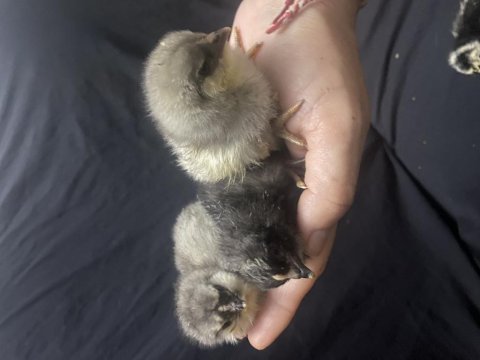 Orijinal americuana civcivler