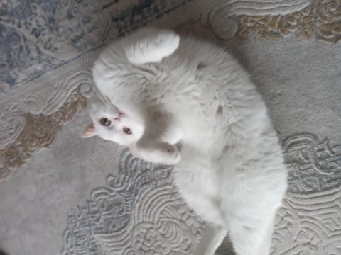British shorthair 3 yaşında