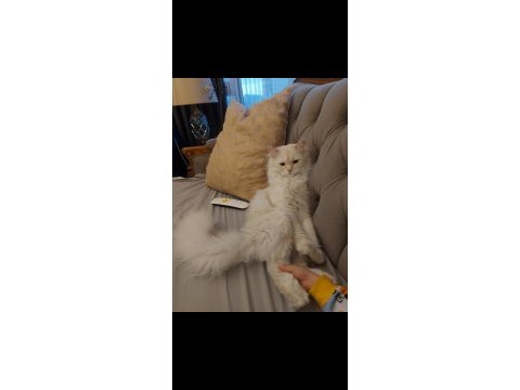 7 aylık erkek british longhair