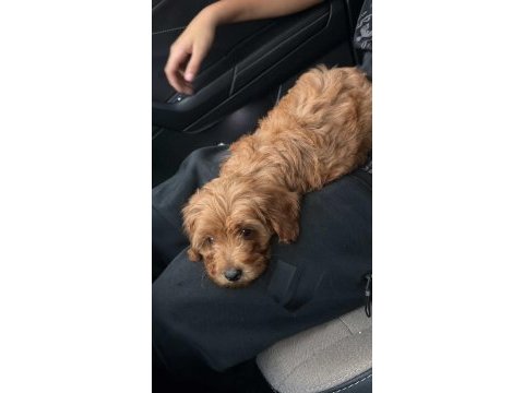 Maltipoo bebek