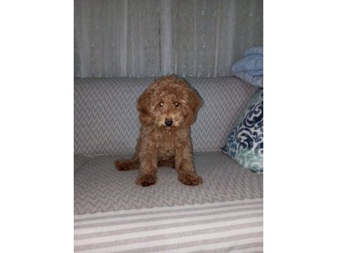 Toy poodle köpeğimi sahiplendirme