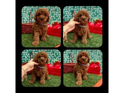 Erkek toy poodle
