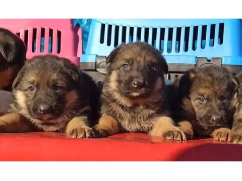 Alman (çoban) kurdu yavruları mükemmeli arayanlara