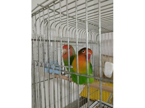 Cennet ve sevda papağanı