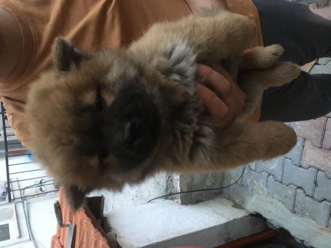 2 aylık çin aslanı yavruları ve anne