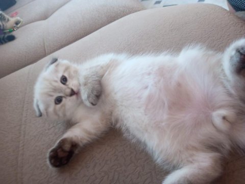 Scottish fold kedisi