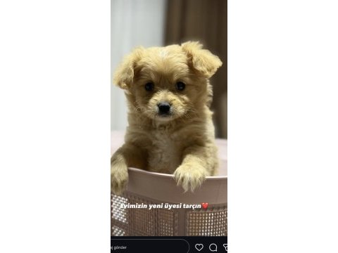 Maltipoo yavru 3 aylik
