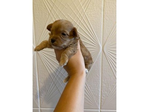 Kore maltipoo yavrularımız