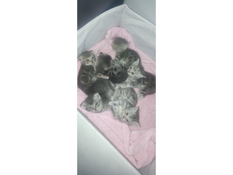 Yeni doğan scottish fold bebekler
