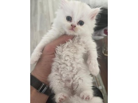 Yavru british longhair (uzun tüylü)
