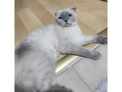 Masmavi gözlü dişi blue point scottish fold