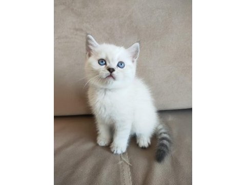 Lynx point british longhair yavrularımız