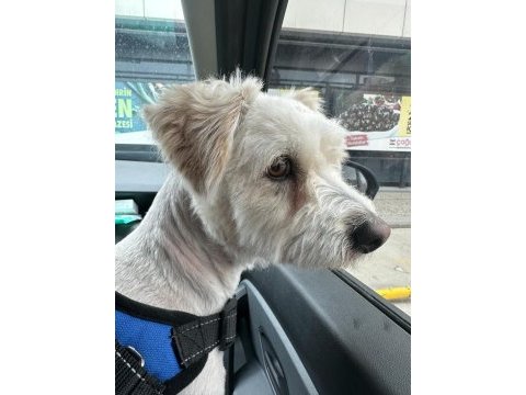 Maltese terrier