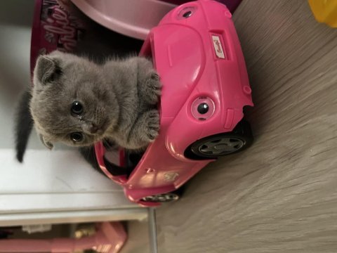 Scottish fold yavru kedimiz