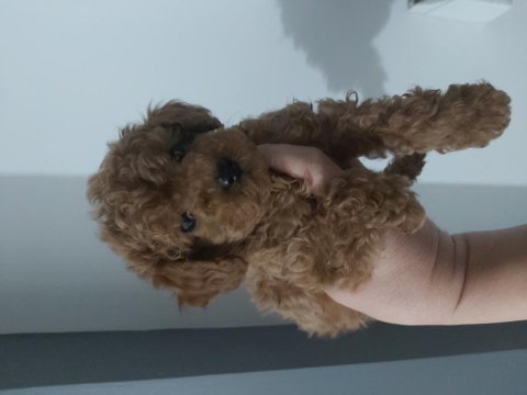 2.5 aylik erkek toy poodle