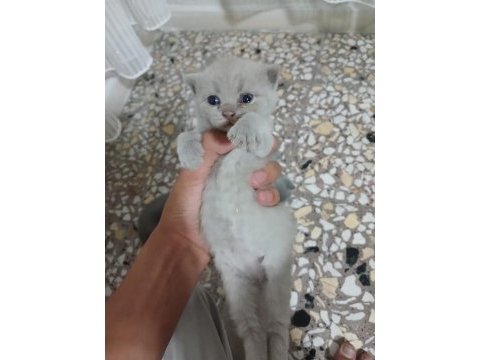 25 günlük british shorthair