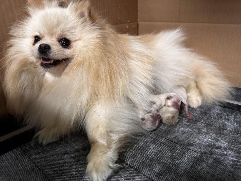 Dişi pomeranian