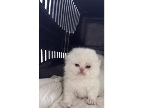 Ns11 dişi yavru british longhair
