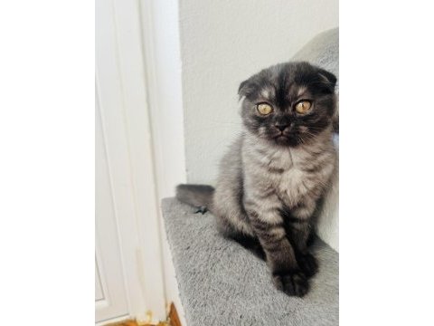 Son sıfır kulak scottish fold yeni yuvasına hazırdır