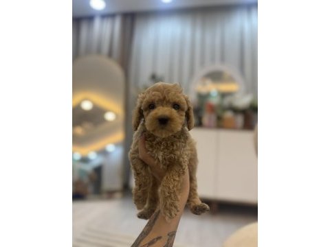 Orjinal maltipoo bebeklerim