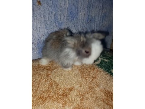 Teddy lop tavşan yavrular mavi göz
