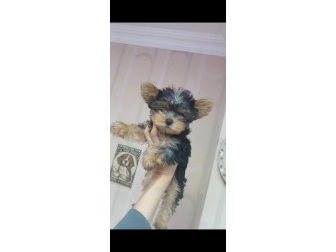 İzmitte dişi yorkshire terrier