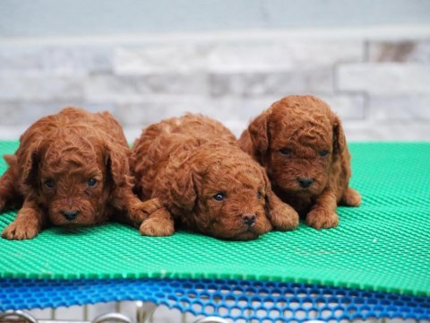 Rezerveye uygun toy poodle