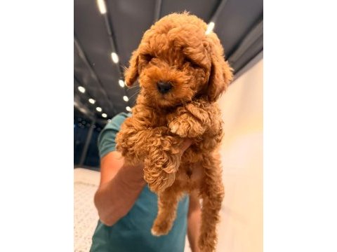 Toy poodle bebeğimiz yeni yuvasını arıyor