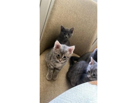 Yavru kediler ücretsiz sahiplendirilecek