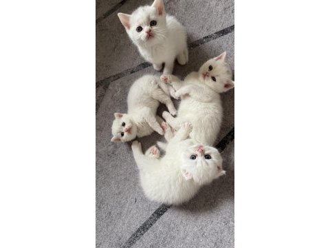 Yer ankara yeni güzel yuva kedilere ev arıyoruz